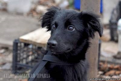 Adăpost pentru animale 