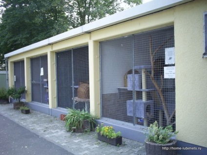 Adăposturi în Germania - animal de casă