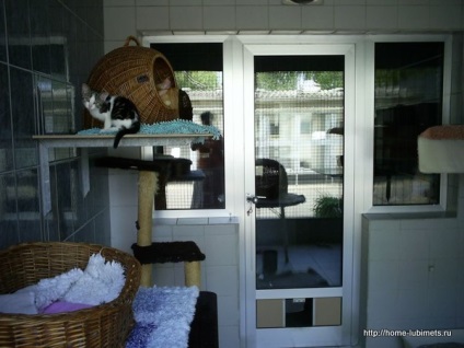 Adăposturi în Germania - animal de casă