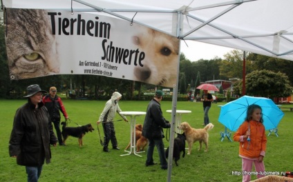 Adăposturi în Germania - animal de casă