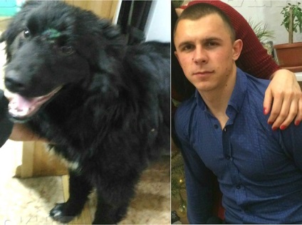 Un trecător a salvat un câine muribund, cu o săgeată în cap de la o arbaletă