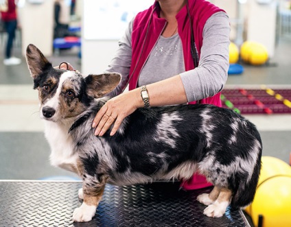 A Kreml kutyái, miért volt mindenki corgi megszállottja