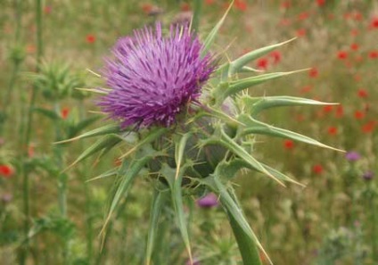 Ciulinul de lapte - descriere, cultivare, fotografie, portal universal