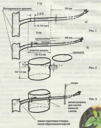 Reproducerea pomilor fructiferi prin straturi de aer