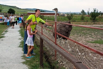 Creșterea strustru în Crimeea - o afacere extrem de profitabilă în Kerch, Panticapaeum