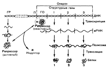 Reglementarea sintezei proteinelor - stadopedia