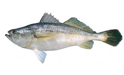 Fish Captain in Cook - caracteristici de gătit, proprietăți utile și soiuri