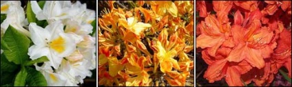Rhododendrons és azaleas ültetés és gondozás