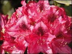 Rhododendrons și azalee de plantare și de îngrijire