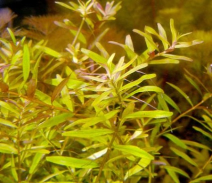 Rotala körlevelű (rotala rotundifolia), m, hosszú szárú akvárium növények, akvárium