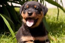 Îngrijirea Rottweiler pentru urechile lui Rottweiler, inspectarea urechilor lui Rottweiler, curățarea urechilor de murdărie, tratamentul urechii