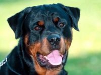 Îngrijirea Rottweiler pentru urechile lui Rottweiler, inspectarea urechilor lui Rottweiler, curățarea urechilor de murdărie, tratamentul urechii