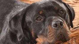 Îngrijirea Rottweiler pentru urechile lui Rottweiler, inspectarea urechilor lui Rottweiler, curățarea urechilor de murdărie, tratamentul urechii