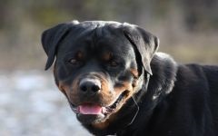 Rottweiler gondozása a Rottweiler fülének, a Rottweiler füleinek vizsgálata, fül tisztítása a szennyeződéstől