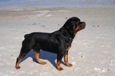 Rottweiler gondozása a Rottweiler fülének, a Rottweiler füleinek vizsgálata, fül tisztítása a szennyeződéstől