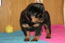 Rottweiler gondozása a Rottweiler fülének, a Rottweiler füleinek vizsgálata, fül tisztítása a szennyeződéstől