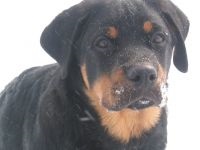 Îngrijirea Rottweiler pentru urechile lui Rottweiler, inspectarea urechilor lui Rottweiler, curățarea urechilor de murdărie, tratamentul urechii