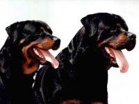 Îngrijirea Rottweiler pentru urechile lui Rottweiler, inspectarea urechilor lui Rottweiler, curățarea urechilor de murdărie, tratamentul urechii