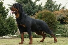 Îngrijirea Rottweiler pentru urechile lui Rottweiler, inspectarea urechilor lui Rottweiler, curățarea urechilor de murdărie, tratamentul urechii