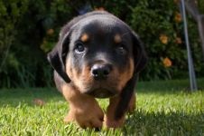 Îngrijirea Rottweiler pentru urechile lui Rottweiler, inspectarea urechilor lui Rottweiler, curățarea urechilor de murdărie, tratamentul urechii