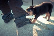 Îngrijirea Rottweiler pentru urechile lui Rottweiler, inspectarea urechilor lui Rottweiler, curățarea urechilor de murdărie, tratamentul urechii