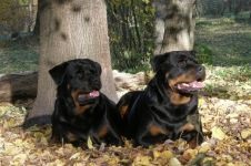 Îngrijirea Rottweiler pentru urechile lui Rottweiler, inspectarea urechilor lui Rottweiler, curățarea urechilor de murdărie, tratamentul urechii