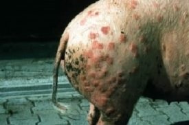 Erysipelas la simptome, tratament și dacă este posibil să mănânci carne (foto)