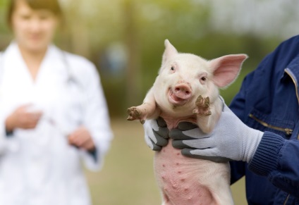 Erysipelas la simptome, tratament și dacă este posibil să mănânci carne (foto)