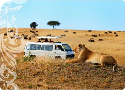 Safari Kenyában - szervezés, fotók és a turisták véleménye