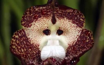 A legszokatlanabb orchidea majmuszöcsével