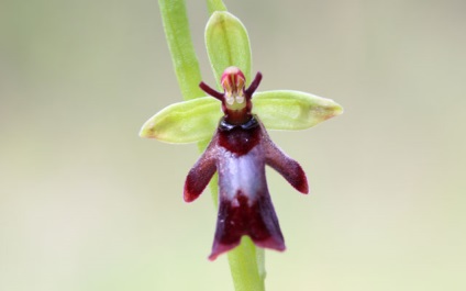 A legszokatlanabb orchidea majmuszöcsével