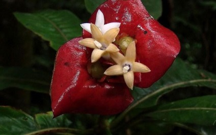 Cea mai neobișnuită orhidee cu un bot de maimuță