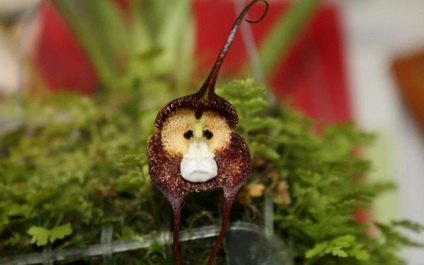 Cea mai neobișnuită orhidee cu un bot de maimuță