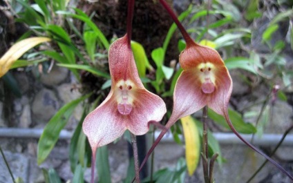 A legszokatlanabb orchidea majmuszöcsével