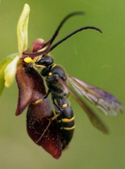 A legszokatlanabb orchidea majmuszöcsével