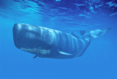 Cele mai mari balene din lume sunt albastru, balena de spermă, balena fină și altele
