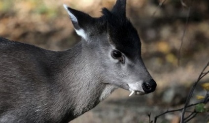 Cele mai uimitoare exemple de adaptare a animalelor la mediul înconjurător