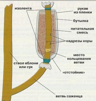 Seedlingul unui măr cu un strat de aer - grădini din Siberia