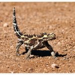 Northern Territory, Australia - bloguri, știri, forumuri, fotografii, video, hărți, atracții