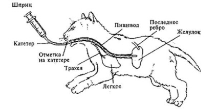 Lépésről lépésre a nasopharyngealis vagy nasogastric próbák - stadopedia