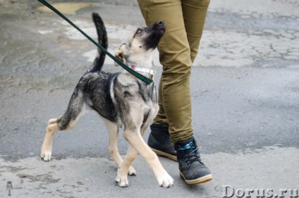 Puppy Ivanovna - Ekaterinburg - câini și cățeluși