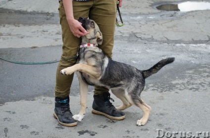 Puppy Ivanovna - Ekaterinburg - câini și cățeluși