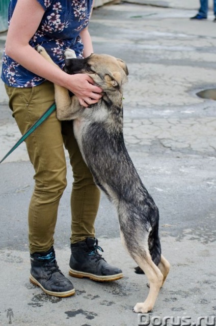 Puppy Ivanovna - Ekaterinburg - câini și cățeluși