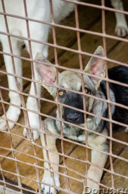 Puppy Ivanovna - Jekatyerinburg - kutyák és kölykök