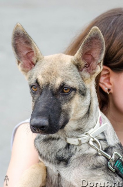 Puppy Ivanovna - Ekaterinburg - câini și cățeluși