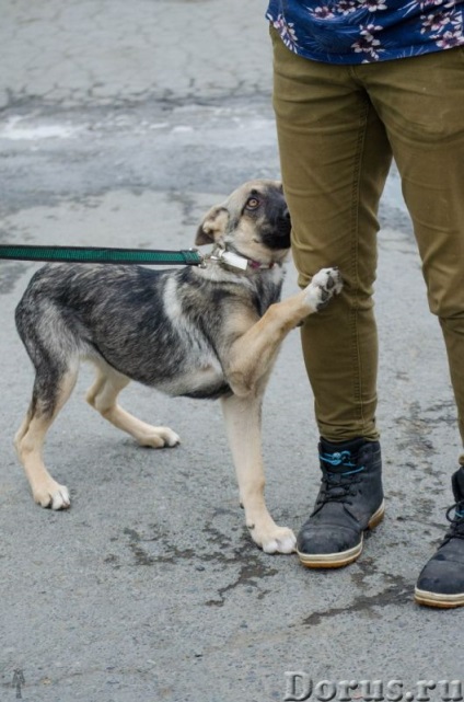 Puppy Ivanovna - Ekaterinburg - câini și cățeluși