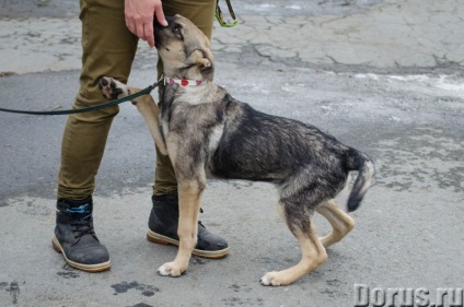 Puppy Ivanovna - Jekatyerinburg - kutyák és kölykök