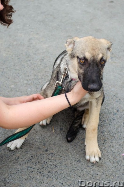 Puppy Ivanovna - Ekaterinburg - câini și cățeluși