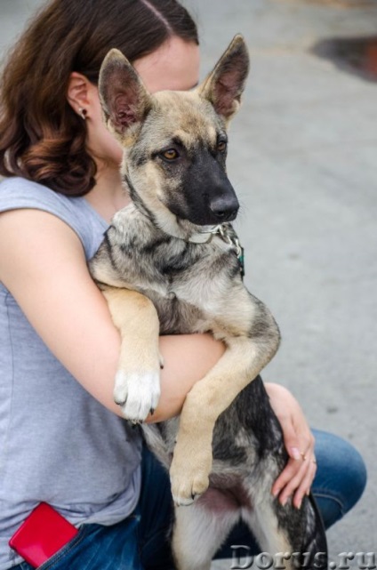 Puppy Ivanovna - Ekaterinburg - câini și cățeluși