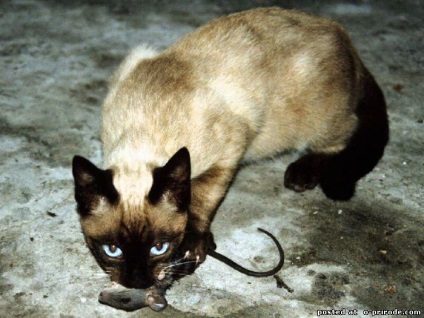 Sziámi unokatestvére - thai macska - 10 fotó - képek - fotó természet világa